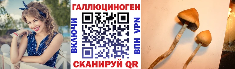 Купить  Джанкой  Псилоцибиновые грибы GOLDEN TEACHER 